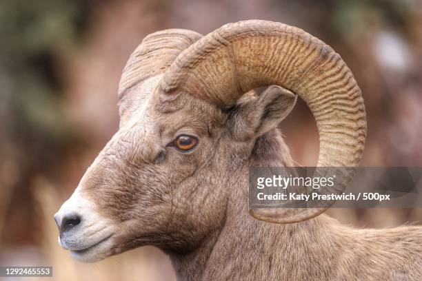 3,233 Ram Head Photos and Premium High Res Pictures - Getty Images
