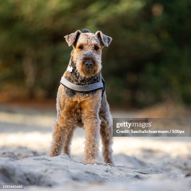 a terrier running on the beach - airedale terrier imagens e fotografias de stock