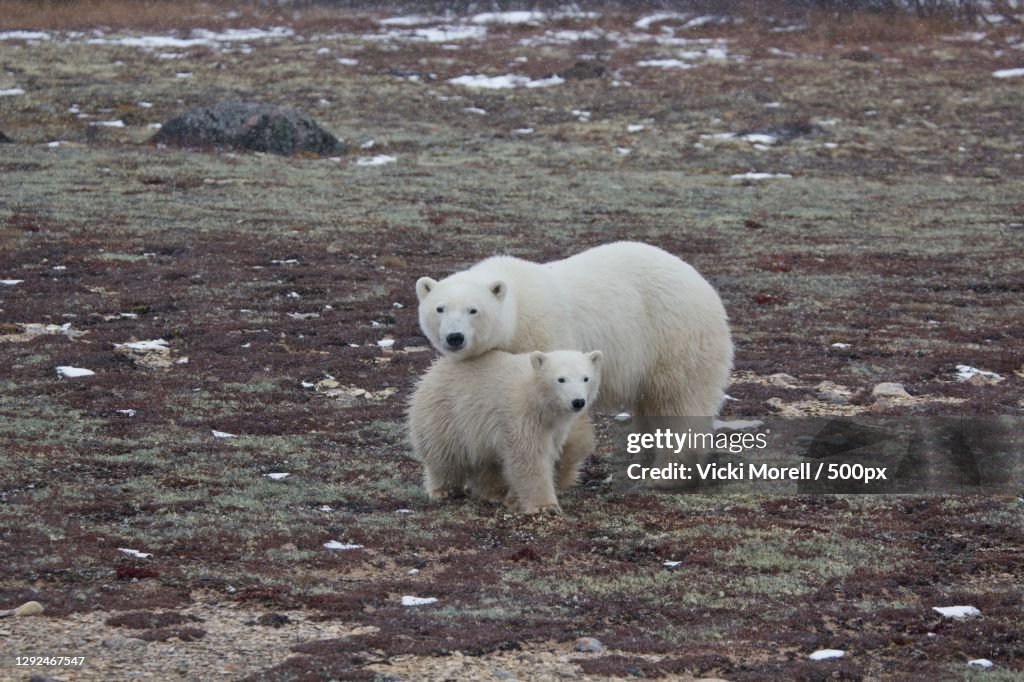 High angle view of sheep standing on field,Churchill,Manitoba,Canada