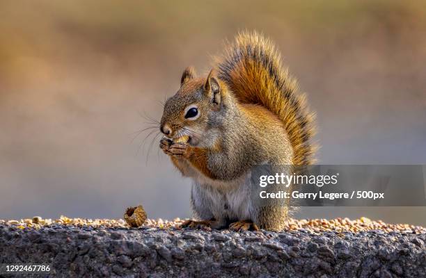 close-up of american red squirrel on rock,winnipeg,manitoba,canada - american red squirrel stock pictures, royalty-free photos & images