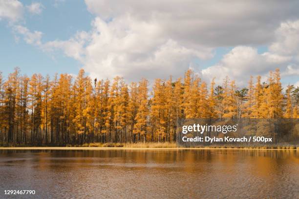 scenic view of lake by trees against sky,bemidji,minnesota,united states,usa - bemidji state foto e immagini stock