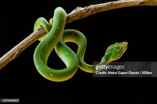 close-up of viper against black background,tamiang layang,indonesia - vipera foto e immagini stock