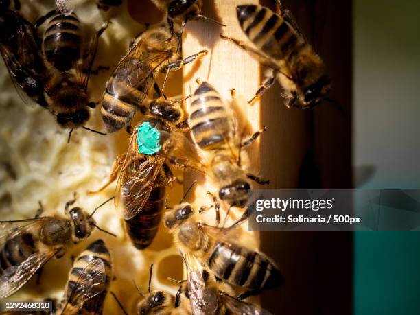 close-up of bees on honeycomb,fully,switzerland - queen bee stock pictures, royalty-free photos & images