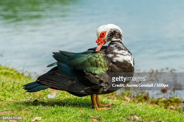 close-up of water duck - muscovy duck perching on grass - muscovy duck stock pictures, royalty-free photos & images