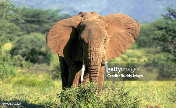 african elephant kenya, africa - national wildlife reserve 個照片及圖片檔