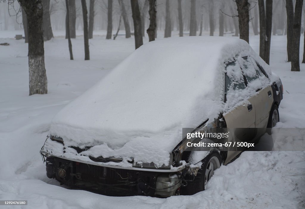 Trees on snow covered field