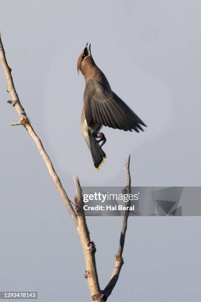 cedar waxwing flying straight up - cedar waxwing stockfoto's en -beelden