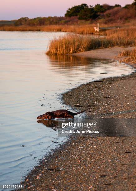 a coastal river otter enters katama bay in edgartown, massachusetts late november, 2020 - river otter fotografías e imágenes de stock