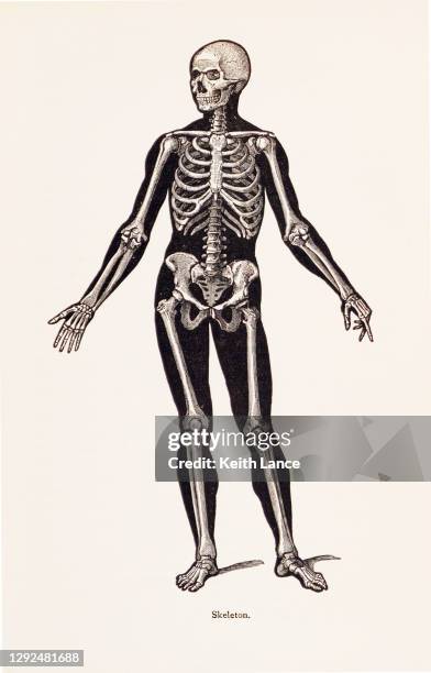 biomedical illustration: human skeleton - cutaway drawing stock illustrations