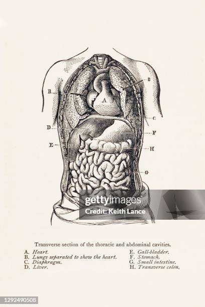 biomedical illustration: thoracic and abdominal cavities - digestive system model stock illustrations