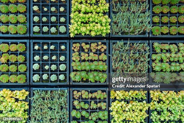 variety of succulents growing on the wall - vertical garden stock-fotos und bilder