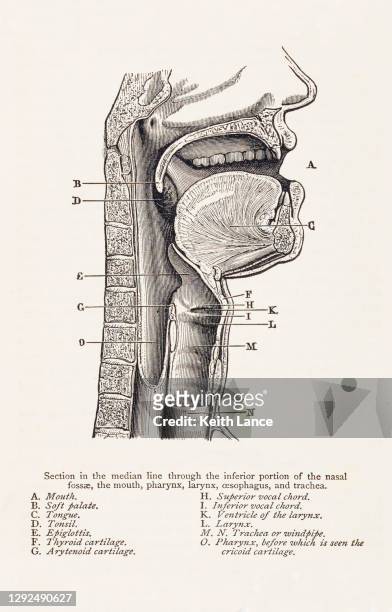 ilustraciones, imágenes clip art, dibujos animados e iconos de stock de ilustración biomédica: anatomía de la boca/garganta - traquea