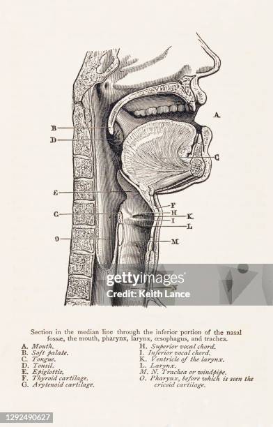 ilustrações, clipart, desenhos animados e ícones de ilustração biomédica: anatomia da boca/garganta - faringe