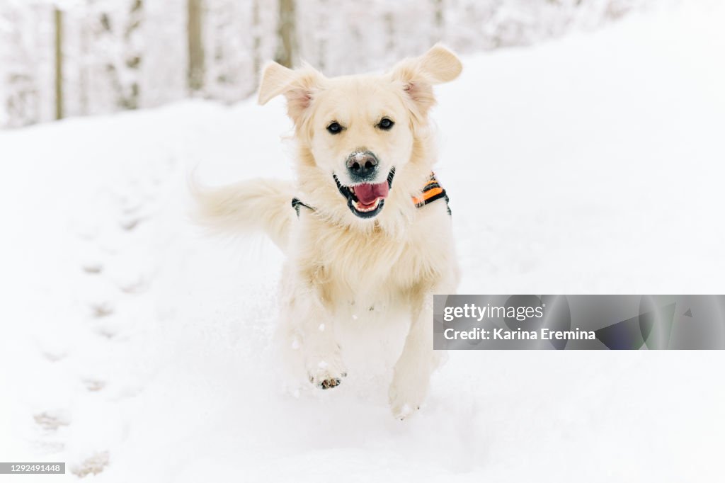 Golden Retriever is enjoying great outdoors after snow storm
