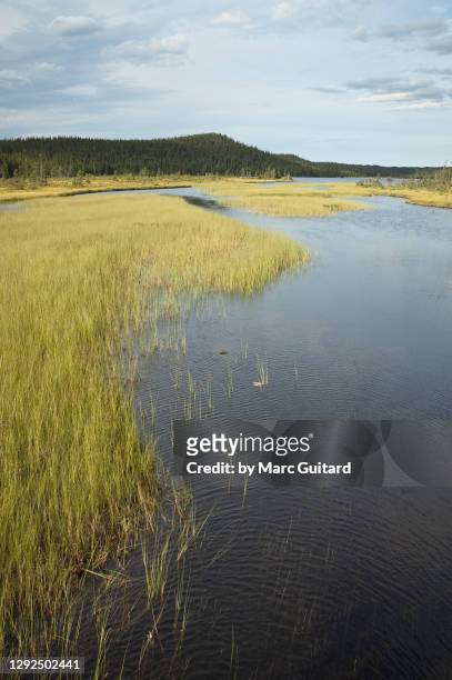 reed in a pond in terra nova national park, newfoundland & labrador, canada - labrador nature reserve stock pictures, royalty-free photos & images