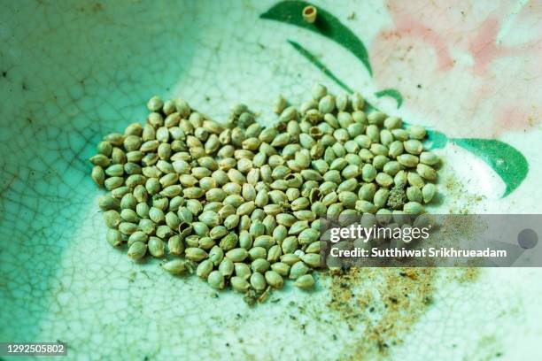 close-up of cannabis hemp seeds - hemp seed fotografías e imágenes de stock