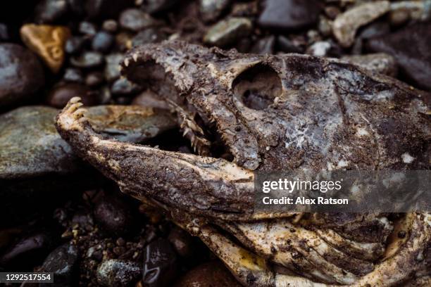 the head of a dead, rotting salmon lays on a rivers gravel bar - dead rotten stock pictures, royalty-free photos & images