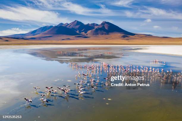 sunrise view of laguna de canapa with flamingo, bolivia, altiplano - water bird photos et images de collection