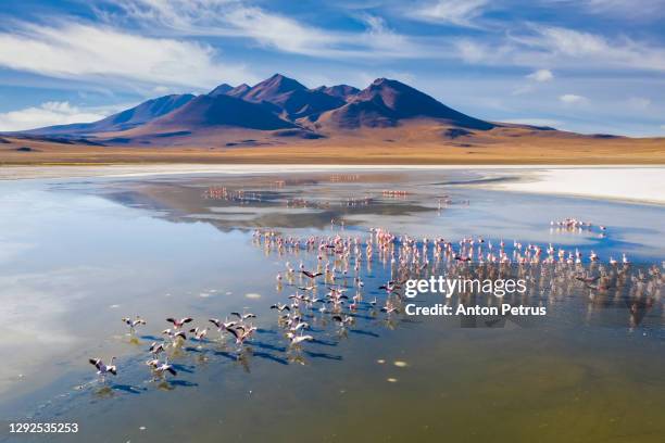 sunrise view of laguna de canapa with flamingo, bolivia, altiplano - ボリビア ストックフォトと画像