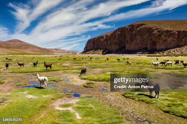 aerial view of lamas on the altiplano, bolivia - bolivia photos et images de collection