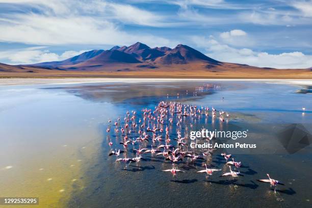 sunrise view of laguna de canapa with flamingo, bolivia, altiplano - bolivian navy stock pictures, royalty-free photos & images