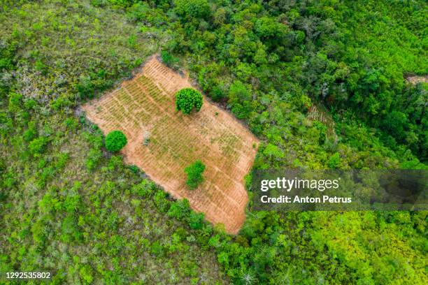 aerial view of the coca plantation in the mountains. bolivia, sud yungas - coca stock-fotos und bilder