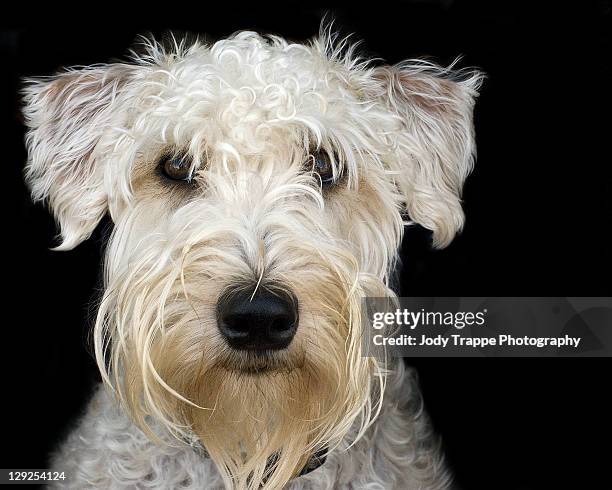 soft coated wheaten terrier - soft coated wheaten terrier foto e immagini stock