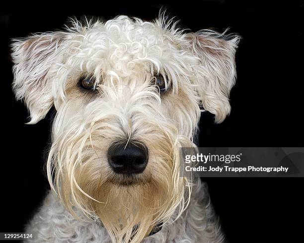 soft coated wheaten terrier - soft coated wheaten terrier bildbanksfoton och bilder
