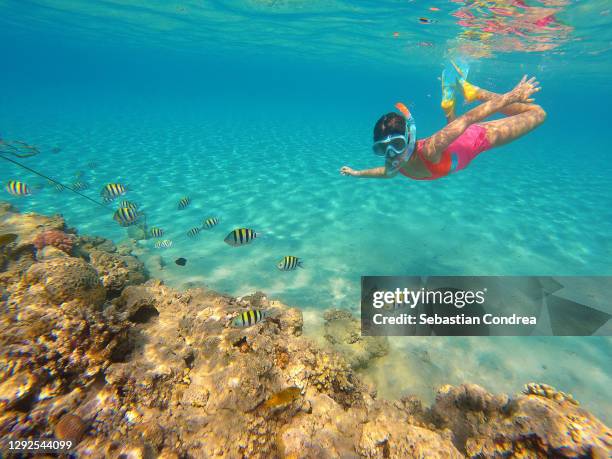 egypt, red sea, hurghada, teenage girl snorkeling at coral reef. - mondo marino foto e immagini stock