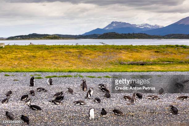 the colony of penguins on the island in the beagle canal. argentine patagonia. ushuaia - magellan penguin stock pictures, royalty-free photos & images