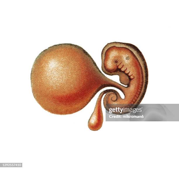 old engraved illustration of embryo in the amnion, third week - 6 week foetus fotografías e imágenes de stock