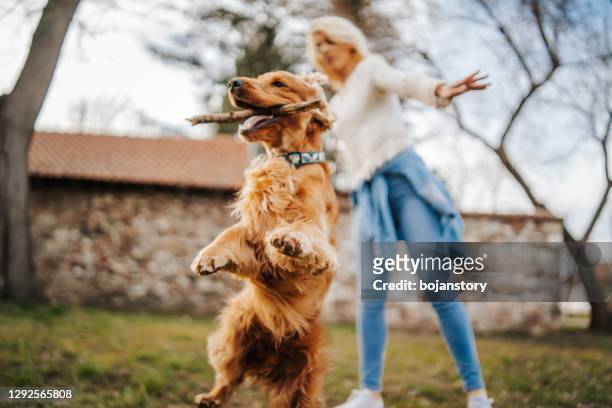 jovem brincando com seu cachorro ao ar livre - spring training - fotografias e filmes do acervo