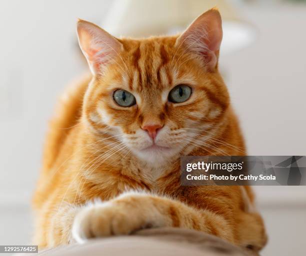 ginger cat - amarelo-avermelhado-claro - fotografias e filmes do acervo