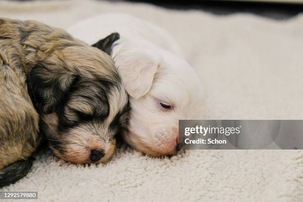 bichon havanais puppies at 4 weeks sleeping - dierlijke mond stockfoto's en -beelden