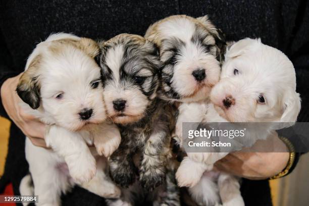 one human holds 4 bichon havanais puppies at 4 weeks - one in four people stock pictures, royalty-free photos & images