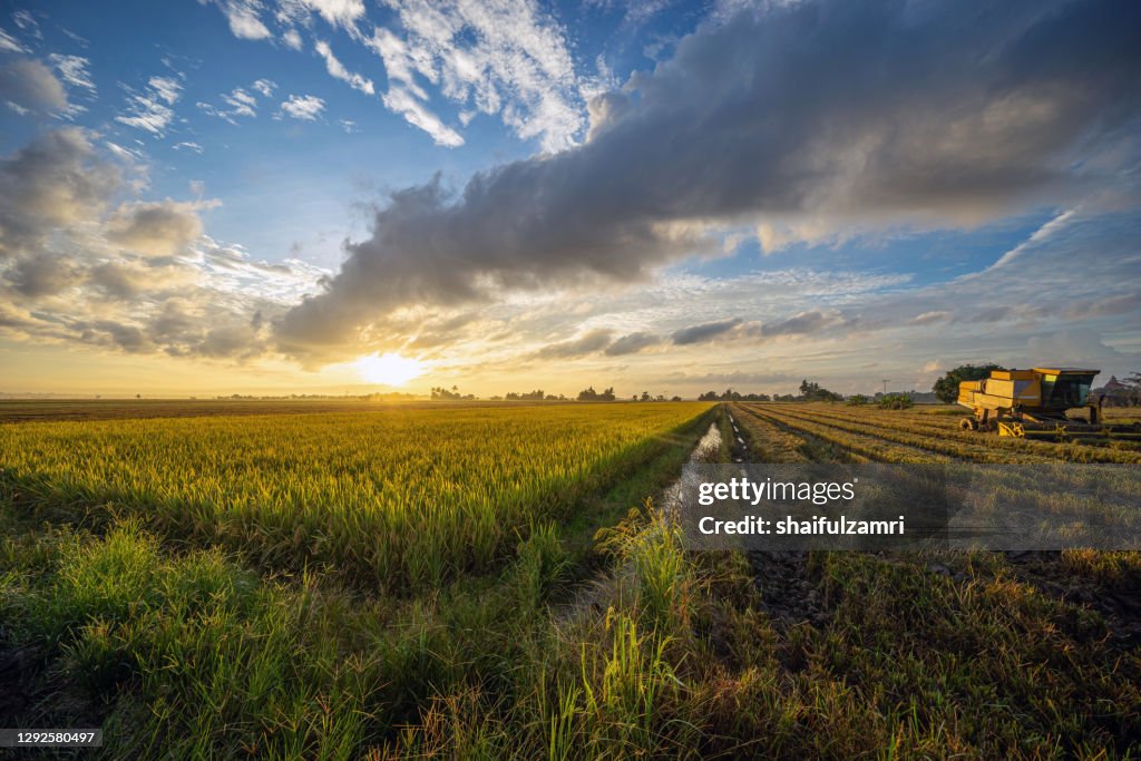 Landscape scenery of green paddy field in Sungai Besar, Malaysia.