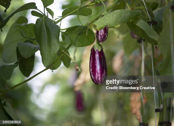 fresh organic eggplants - eggplant imagens e fotografias de stock