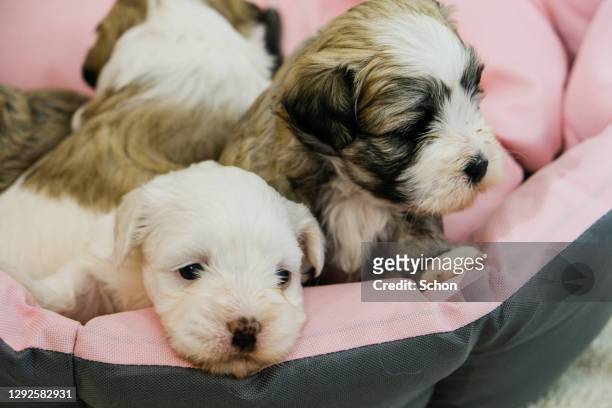 bichon havanais puppies at 4 weeks - havaneser stock-fotos und bilder