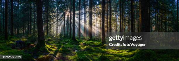tief im wald sonnenstrahlend grünes waldpanorama - blätterdach stock-fotos und bilder