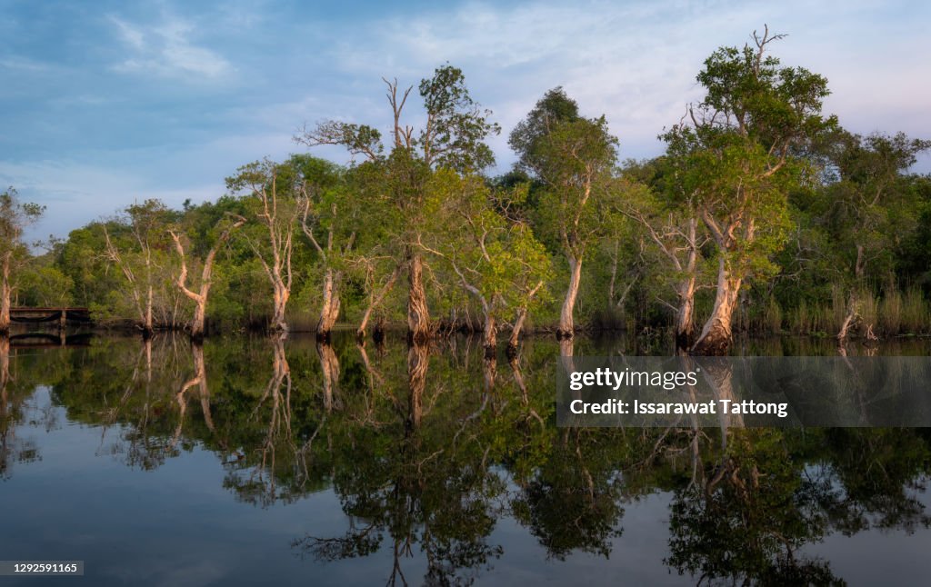 Travel Kayaking, Women Paddling Transparent Canoe Kayak in peat swamp forest wetlands in mornine time, Rayong botanic garden, A Wetland Sanctuary of Eastern Thailand, Rayong Province, Thailand
