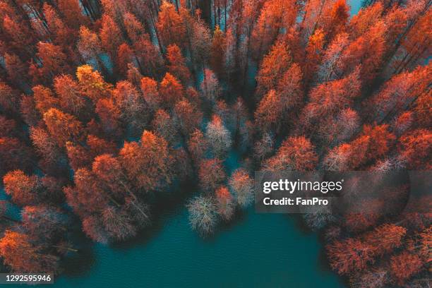 autumn trees and green lake - vue subjective de drone photos et images de collection