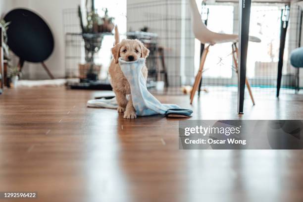 portrait of a cute goldendoodle puppy - dog on wooden floor stock pictures, royalty-free photos & images