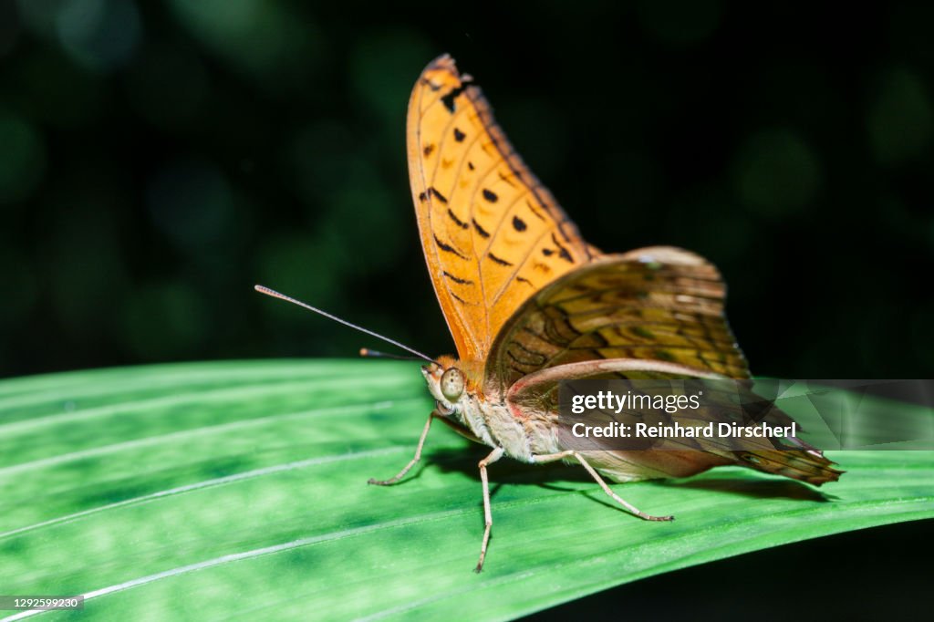 The Cruiser Butterfly, Vidula arsinoe, Queensland, Australia