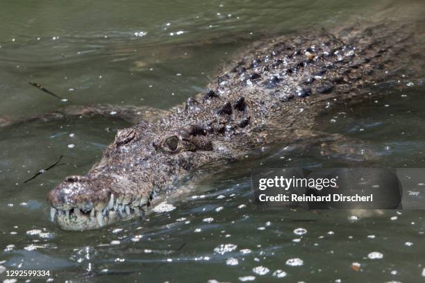 freshwater crocodile, crocodylus johnstoni, queensland, australia - freshwater croc stock pictures, royalty-free photos & images