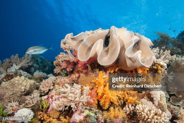 colored coral reef, osprey reef, coral sea, australia - coral sea stock-fotos und bilder