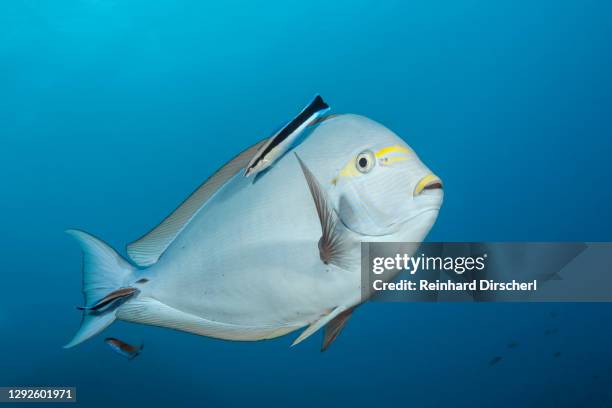 elongate surgeonfish cleaned by cleaner wrasse, acanthurus mata, great barrier reef, australia - cleaner wrasse bildbanksfoton och bilder