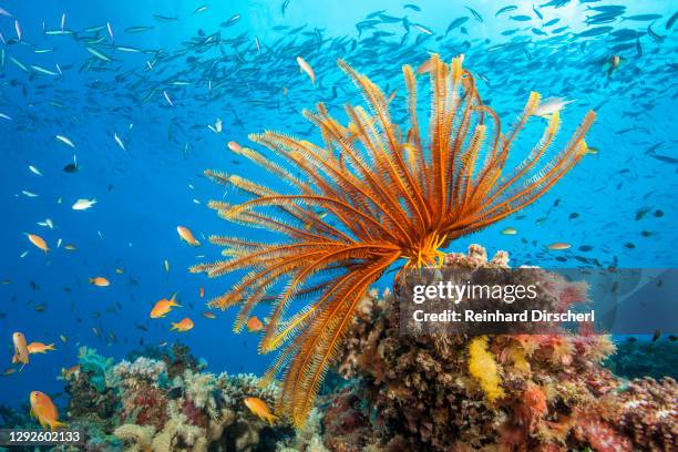 reef scene with crinoid and fishes, great barrier reef, australia - coral sea fotografías e imágenes de stock