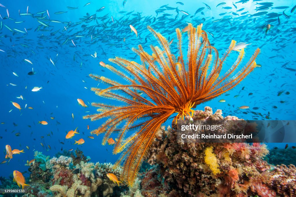 Reef Scene with Crinoid and Fishes, Great Barrier Reef, Australia