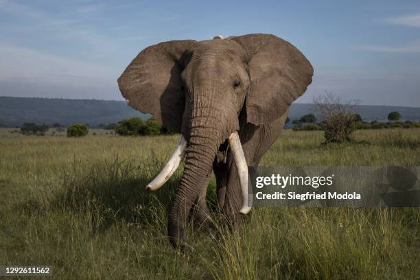 Male elephant grazes on December 20, 2020 in plains of the Mara North Conservancy, Kenya. Conservation efforts here have long derived funding from...