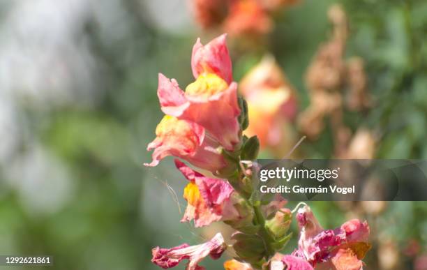 peach color snapdragon flower blossom in green garden - antirrhinum majus imagens e fotografias de stock